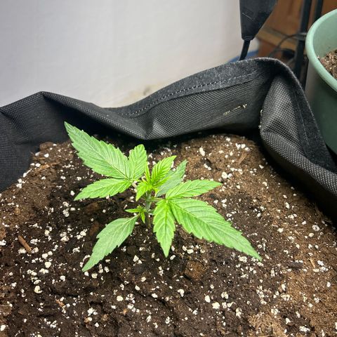 Orion F1 growlog timeline photo