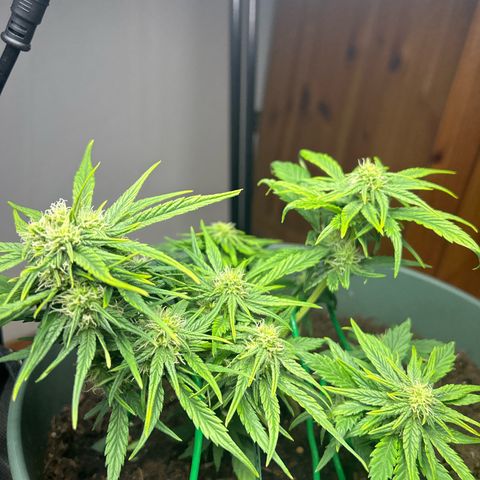 Critical Orange punch  growlog timeline photo