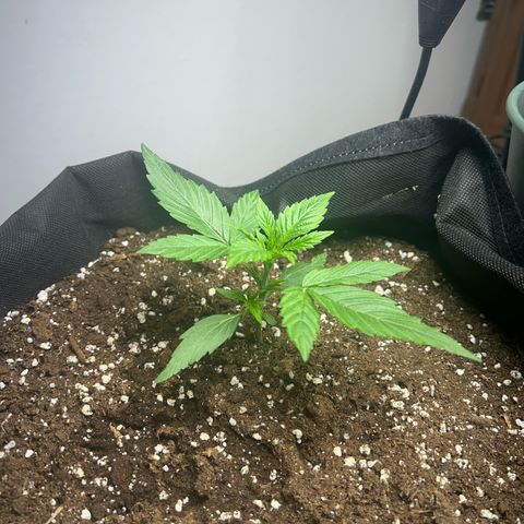 Orion F1 growlog timeline photo