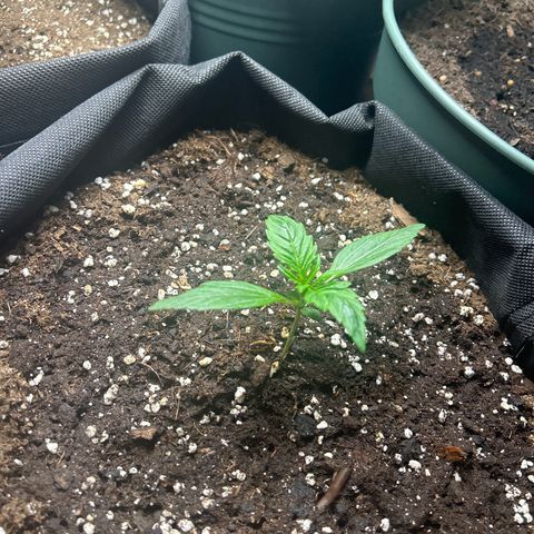Hyperion F1 growlog timeline photo