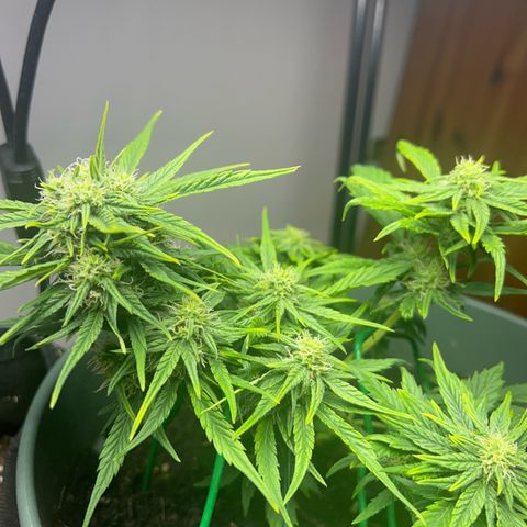 Critical Orange punch  growlog timeline photo