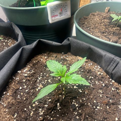 Hyperion F1 growlog timeline photo