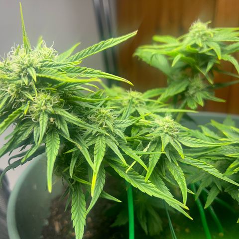 Critical Orange punch  growlog timeline photo