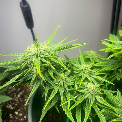 Critical Orange punch  growlog timeline photo