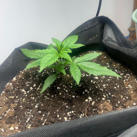 Orion F1 growlog timeline photo