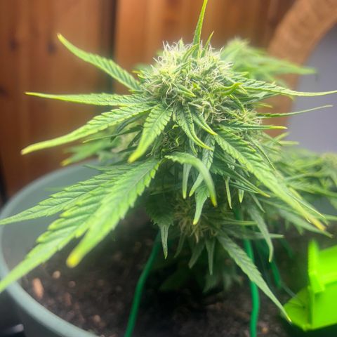 Critical Orange punch  growlog timeline photo