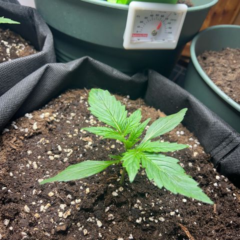 Hyperion F1 growlog timeline photo