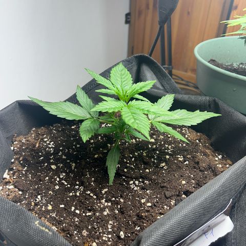 Orion F1 growlog timeline photo