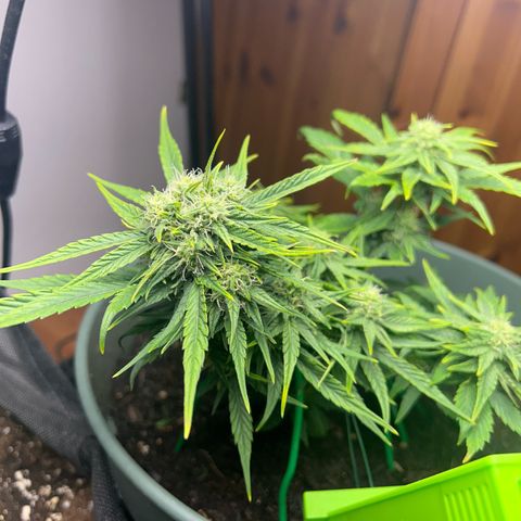 Critical Orange punch  growlog timeline photo