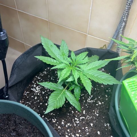 Orion F1 growlog timeline photo