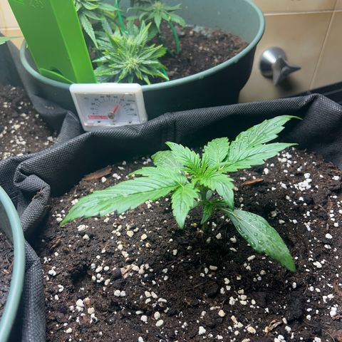 Hyperion F1 growlog timeline photo