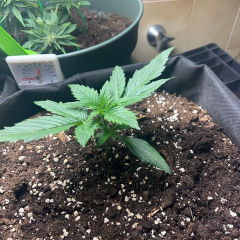Hyperion F1 growlog timeline photo