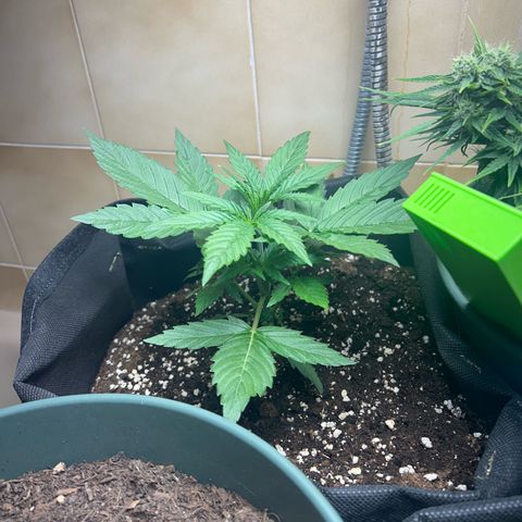 Orion F1 growlog timeline photo