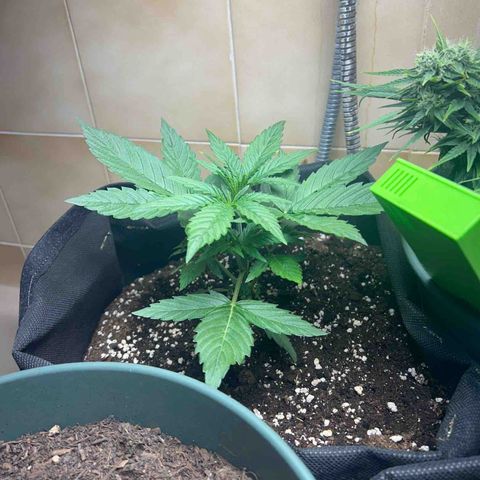 Orion F1 growlog timeline photo