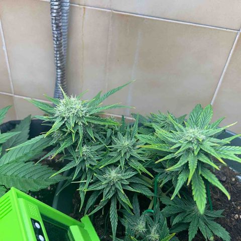 Critical Orange punch  growlog timeline photo
