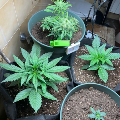 Orion F1 growlog photo: In basso a sx