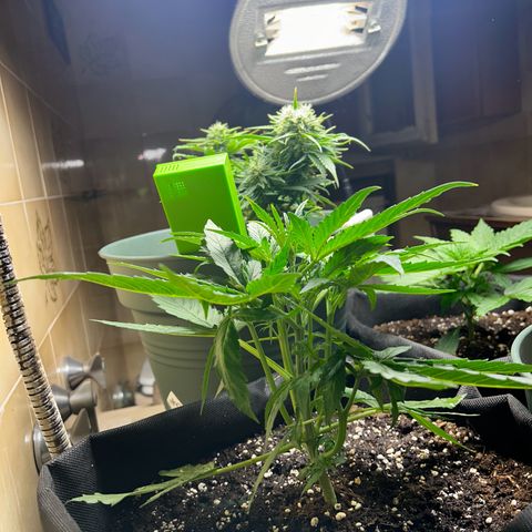 Orion F1 growlog timeline photo