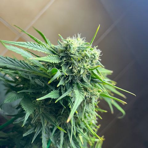 Critical Orange punch  growlog timeline photo