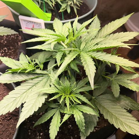Orion F1 growlog timeline photo