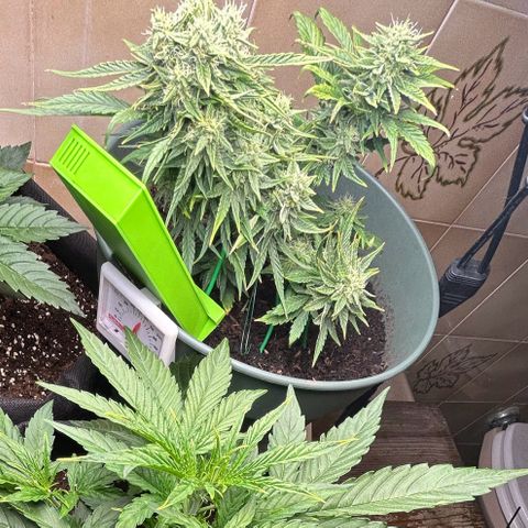 Critical Orange punch  growlog timeline photo