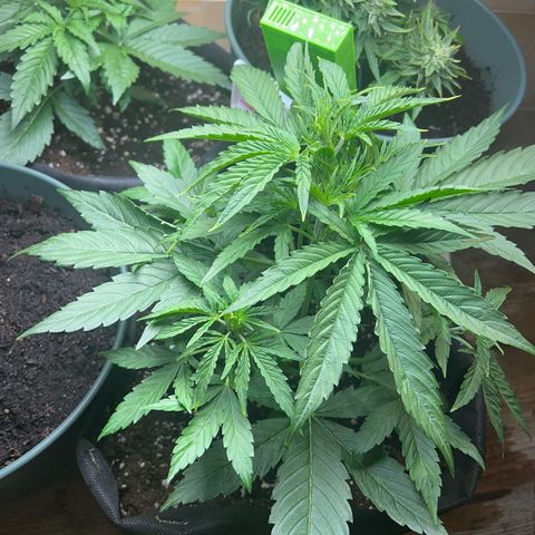 Orion F1 growlog timeline photo