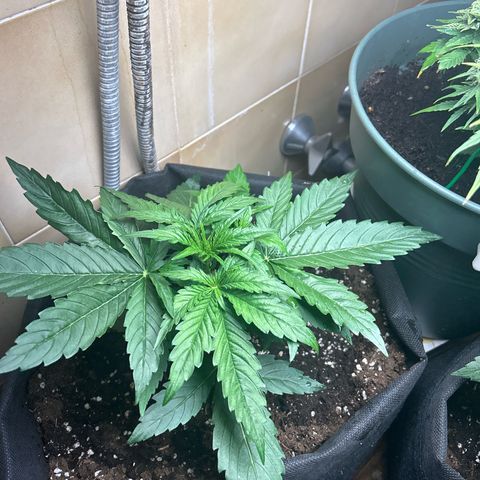 Hyperion F1 growlog timeline photo