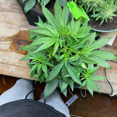 Orion F1 growlog timeline photo