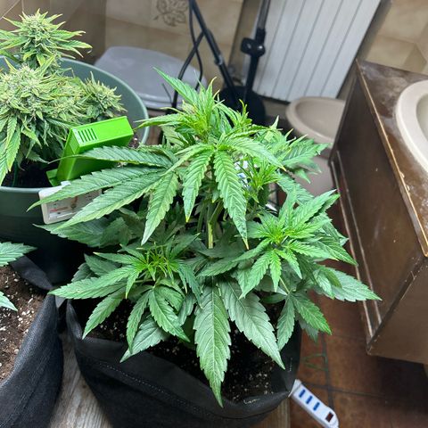 Orion F1 growlog timeline photo