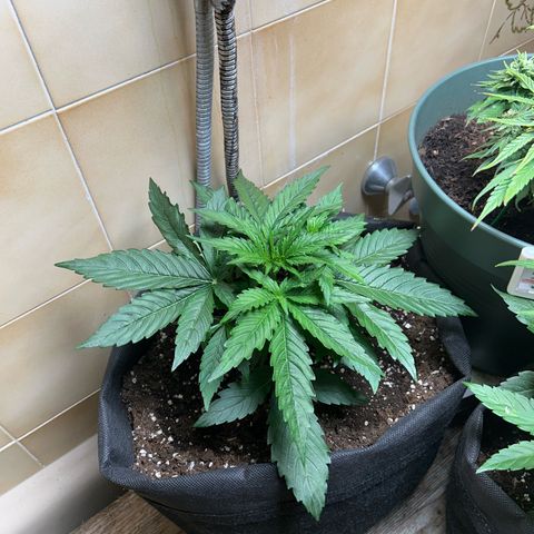 Hyperion F1 growlog timeline photo