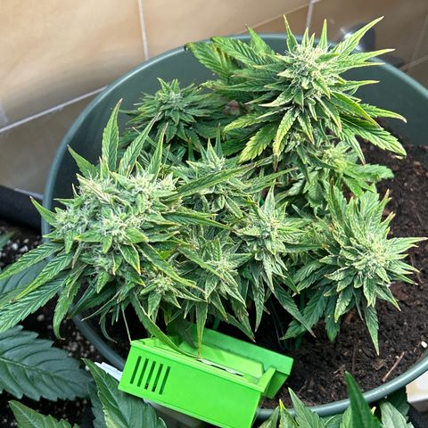 Critical Orange punch  growlog timeline photo