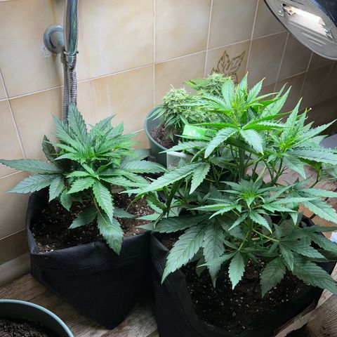 Orion F1 growlog photo: Dx