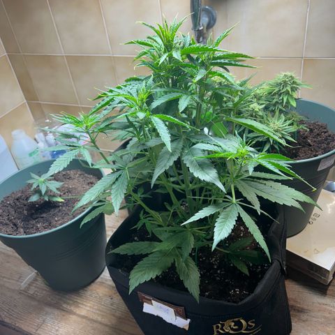 Orion F1 growlog timeline photo