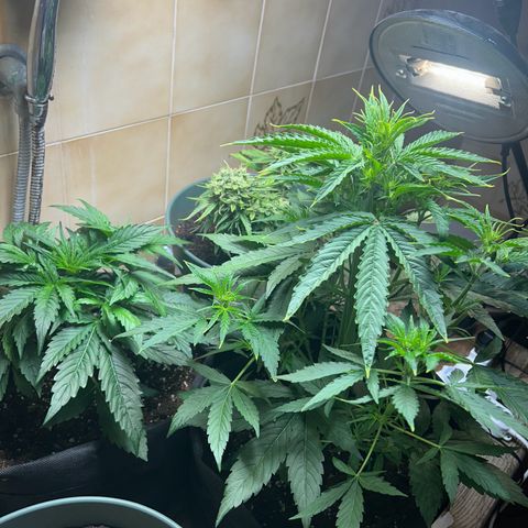 Orion F1 growlog timeline photo