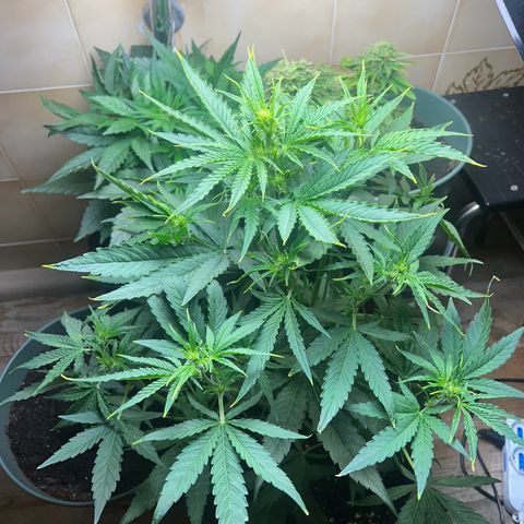 Orion F1 growlog timeline photo
