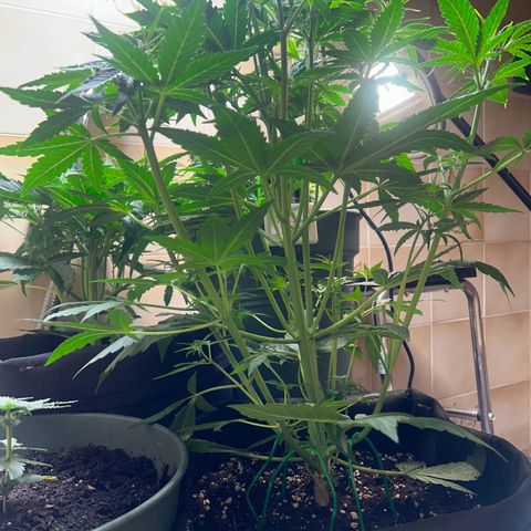 Orion F1 growlog timeline photo