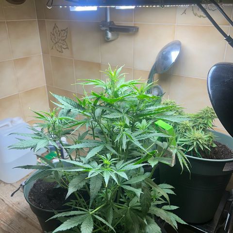 Orion F1 growlog timeline photo