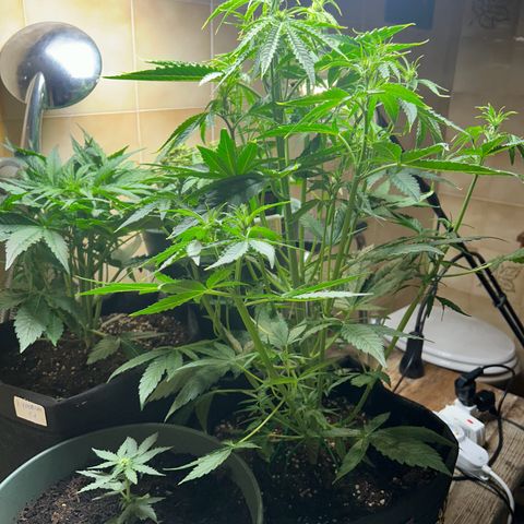 Orion F1 growlog timeline photo