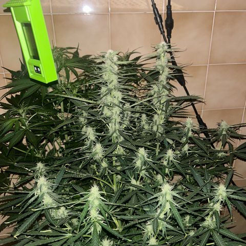 Orion F1 growlog timeline photo