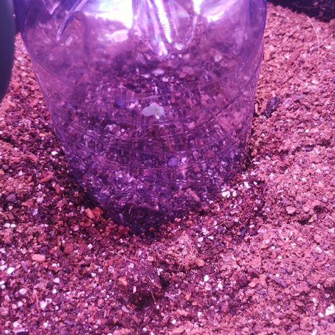 Soul tinha growlog photo: She started to show outside, hello little one