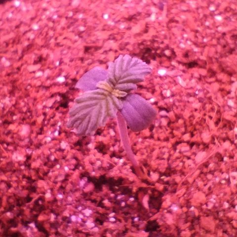 Soul tinha growlog timeline photo