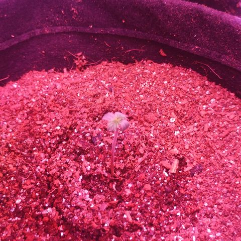 Soul tinha growlog timeline photo