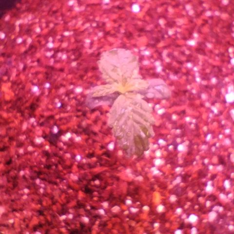 Soul tinha growlog photo: She seems healthy, I'm happy how she's developing after I've adjusted the humidity inside the grow tent, the next leaves are showing and I'm hyped 