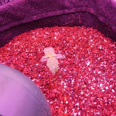 Soul tinha growlog photo: She seems healthy, I'm happy how she's developing after I've adjusted the humidity inside the grow tent, the next leaves are showing and I'm hyped 