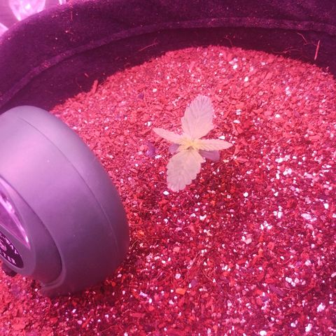 Soul tinha growlog photo: 2 new leaves on the way and she's strong, I think that in about 2 weeks this girl will be huge!!