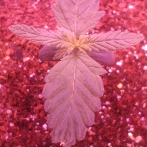Soul tinha growlog photo: 2 new leaves on the way and she's strong, I think that in about 2 weeks this girl will be huge!!