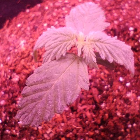 Soul tinha growlog photo: New leaves are already big!! This girl is making me proud 