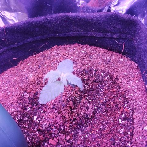 Soul tinha growlog photo: New leaves are already big!! This girl is making me proud 