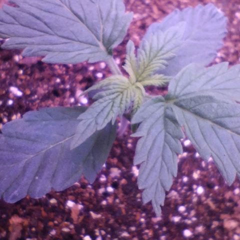 Soul tinha growlog photo: She's fast and strong, beware of the plant hulk will get you 😈