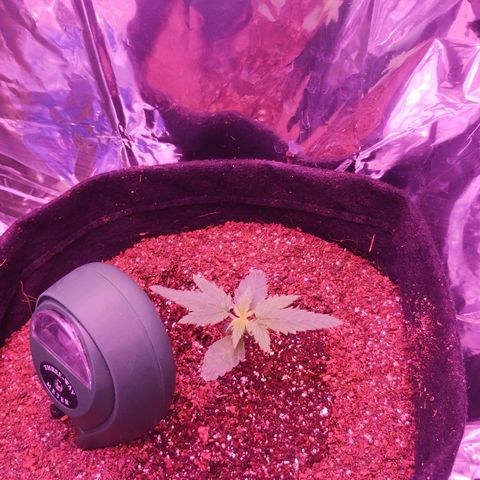 Soul tinha growlog photo: She's fast and strong, beware of the plant hulk will get you 😈