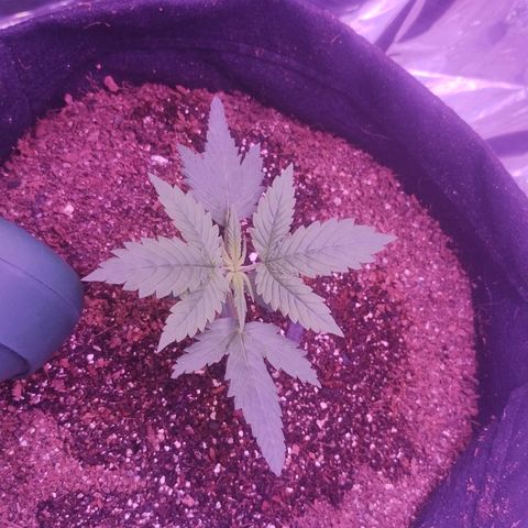 Soul tinha growlog photo: Leafs are growing big, I'm waiting for the next node to come to start lst